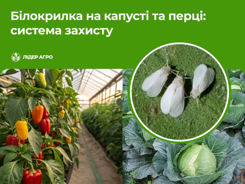 Білокрилка на капусті та перці: наслідки ураження та система захисту