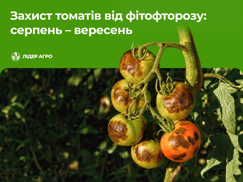 Захист томатів від фітофторозу: серпень–вересень