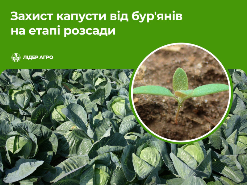 Захист капусти від бур'янів на етапі розсади: пекінська і білокачанна