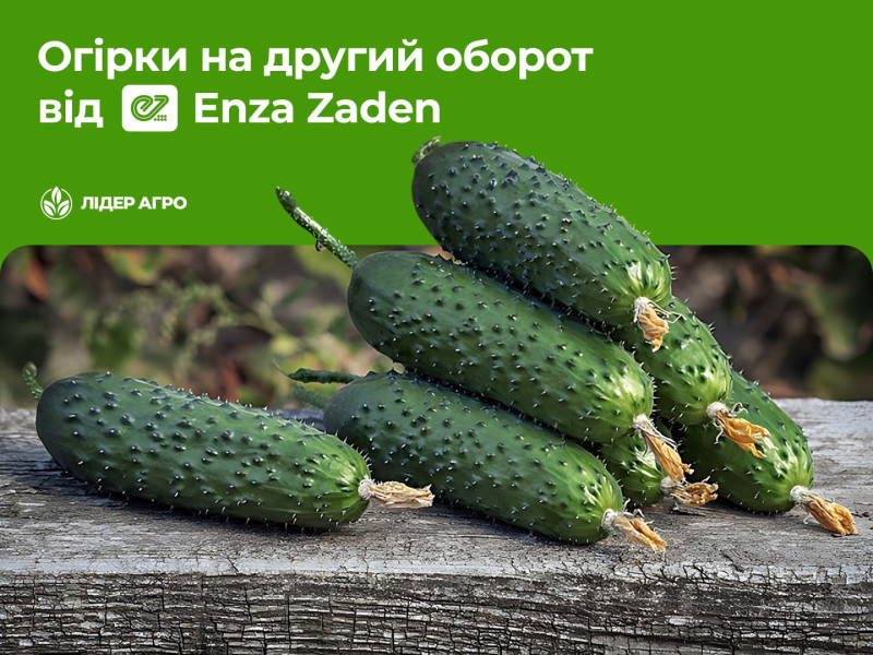 Огірок на другий оборот: 5 гібридів від Enza Zaden