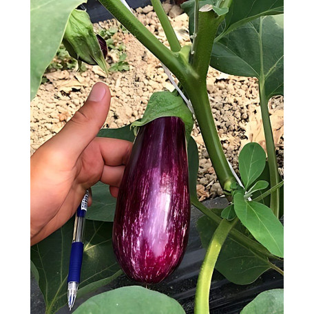 CRX 50141 F1 — баклажан (Cora Seeds)