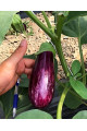 CRX 50141 F1 — баклажан (Cora Seeds)