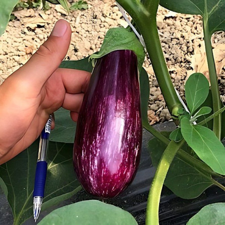 CRX 50141 F1 — баклажан (Cora Seeds)