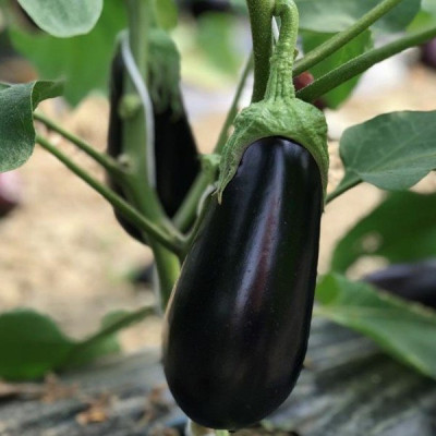 Циклоп F1 — баклажан (Cora Seeds)