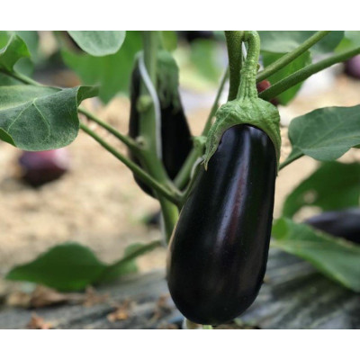 Циклоп F1 — баклажан (Cora Seeds)