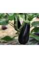 Циклоп F1 — баклажан (Cora Seeds)