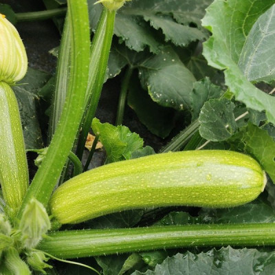 Сіріо F1 — кабачок ранній (Cora Seeds)