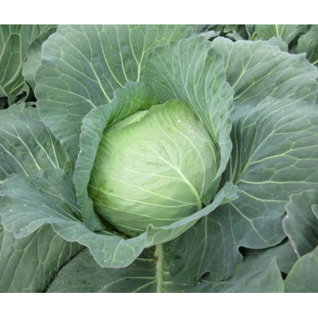 CRX 16102 F1 — капуста б/г середньорання (Cora Seeds)