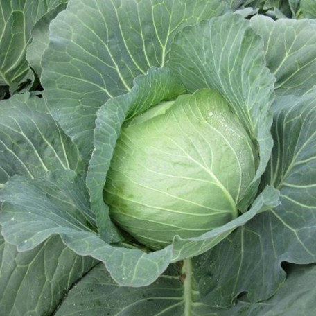 CRX 16102 F1 — капуста б/г середньорання (Cora Seeds)