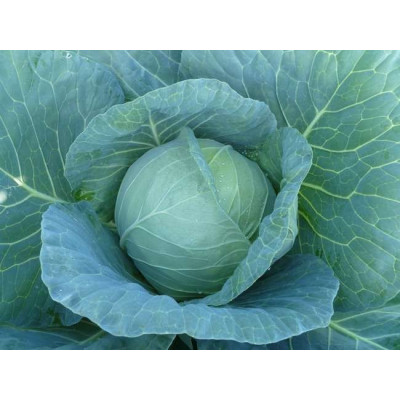 Різієро F1 — капуста б/г ультрарання (Cora Seeds)