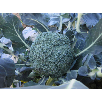 Самоа F1 — капуста броколі рання (Cora Seeds)