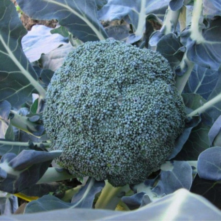 Самоа F1 — капуста броколі рання (Cora Seeds)