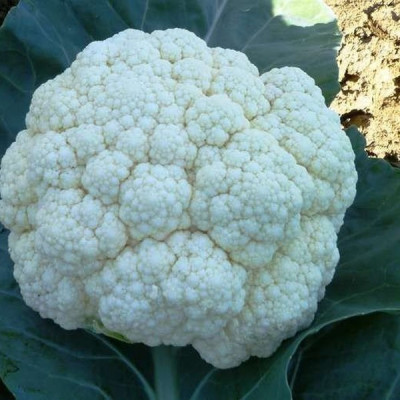 Фульміне F1 — капуста цвітна рання (Cora Seeds)