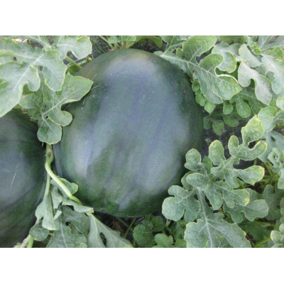 CRX 10041 F1 — кавун типу Шуга Бебі ранній (Cora Seeds)