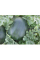 CRX 10041 F1 — кавун типу Шуга Бебі ранній (Cora Seeds)