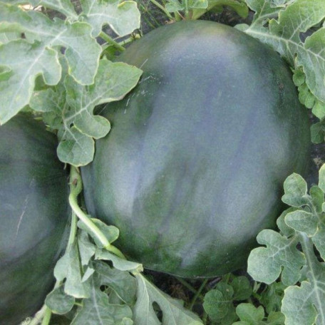 CRX 10041 F1 — кавун типу Шуга Бебі ранній (Cora Seeds)