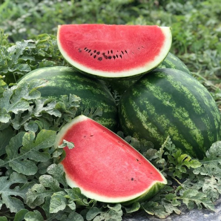 Макарена (CRX 10507) F1 — кавун типу Кримсон Світ ранній (Cora Seeds)