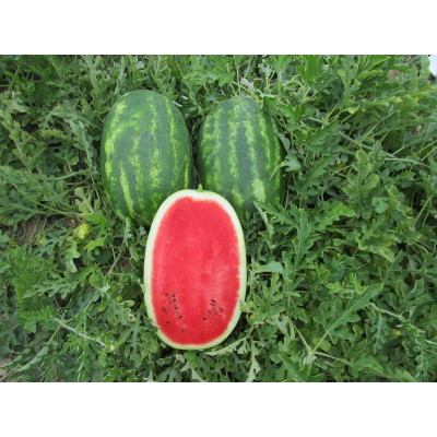 Роміна F1 — кавун типу Кримсон Світ середньостиглий (Cora Seeds)