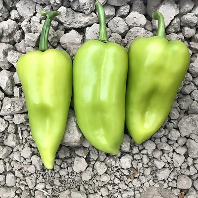 CRX 69110 F1 — перець солодкий типу Венгерський ранньостиглий (Cora Seeds)