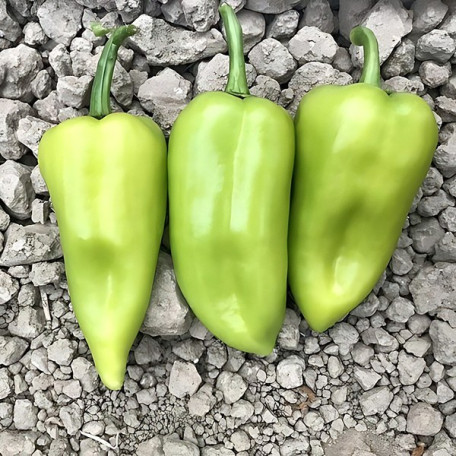 CRX 69110 F1 — перець солодкий типу Венгерський ранньостиглий (Cora Seeds)