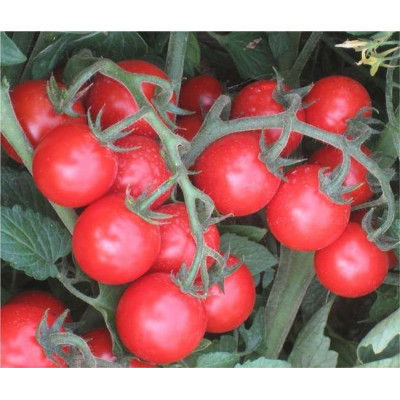 Ачіко F1 — черрі томат детермінантний (Cora Seeds)