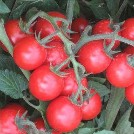 Ачіко F1 — черрі томат детермінантний (Cora Seeds)