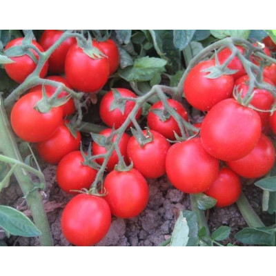 Альбаросса F1 — томат детермінантний (Cora Seeds)