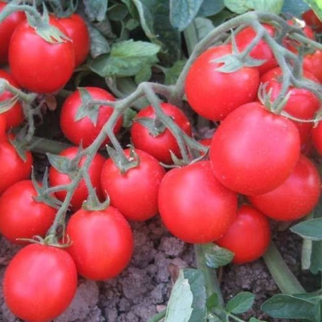 Альбаросса F1 — томат детермінантний (Cora Seeds)