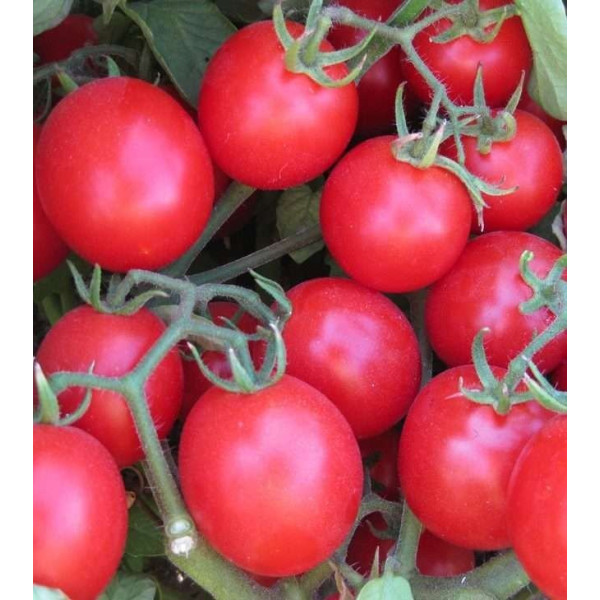 Баглиор F1 — черрі томат детермінантний (Cora Seeds)