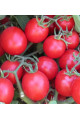 Баглиор F1 — черрі томат детермінантний (Cora Seeds)