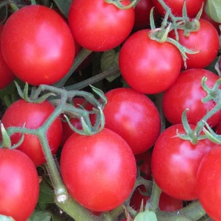 Баглиор F1 — черрі томат детермінантний (Cora Seeds)
