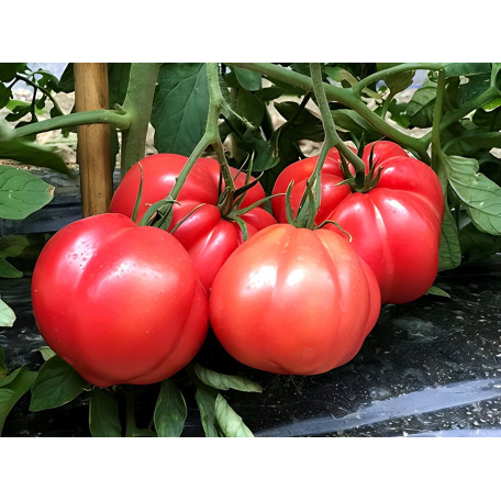 Еспада F1 — рожевий томат індетермінантний (Cora Seeds)