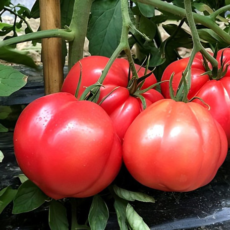 Еспада F1 — рожевий томат індетермінантний (Cora Seeds)