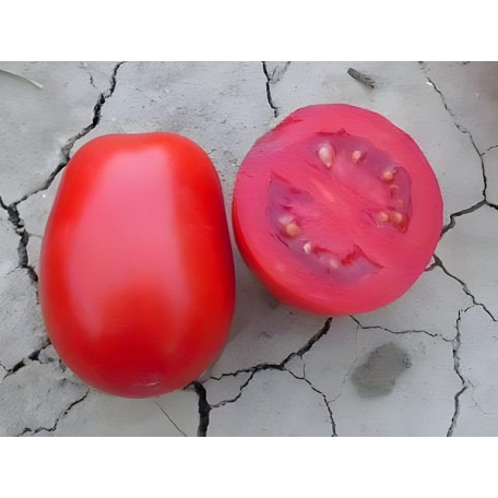 Леонероссо F1 — томат детермінантний (Cora Seeds)