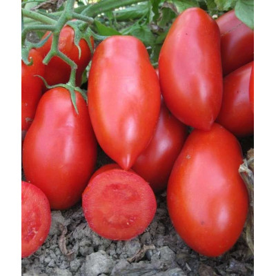 Рочча F1 — томат детермінантний (Cora Seeds)