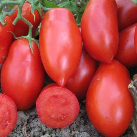 Рочча F1 — томат детермінантний (Cora Seeds)