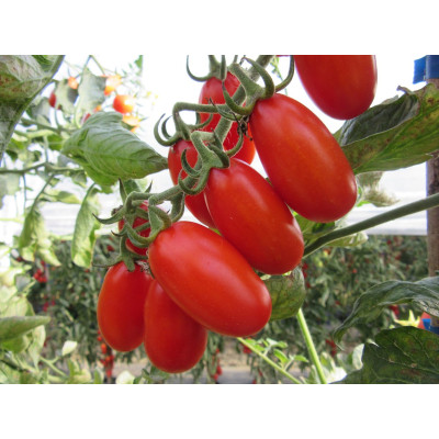 Цуккеріно F1 — черрі томат індетермінантний (Cora Seeds)