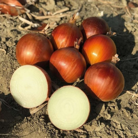 Атоміка F1 — цибуля ріпчаста рання (Cora Seeds)