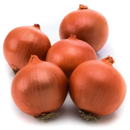 Фундадор F1 — цибуля ріпчаста середньорання (Cora Seeds)