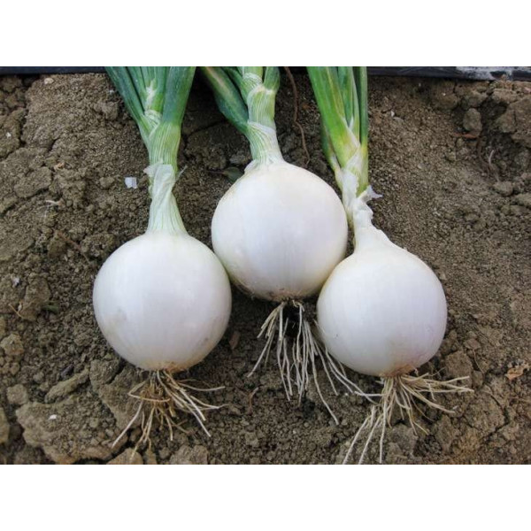Гідрас F1 — насіння цибулі озимої (Cora Seeds)