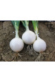 Гідрас F1 — насіння цибулі озимої (Cora Seeds)
