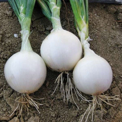 Гідрас F1 — насіння цибулі озимої (Cora Seeds)
