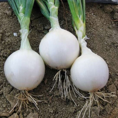Гідрас F1 — насіння цибулі озимої (Cora Seeds)