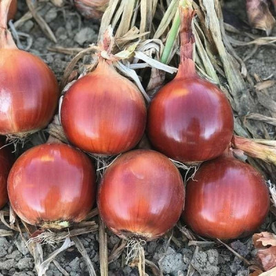 Луніка F1 — цибуля ріпчаста пізня (Cora Seeds)