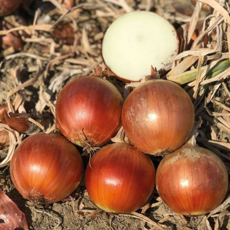 Магіка F1 — цибуля ріпчаста середньопізня (Cora Seeds)