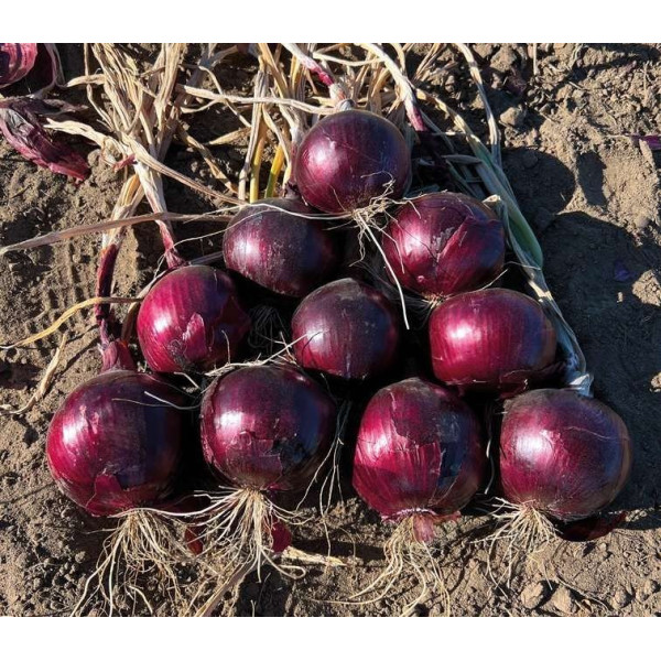 Ред Джаспер F1 (CRX 3746) — насіння цибулі червоної (Cora Seeds)