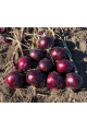 Ред Джаспер F1 (CRX 3746) — насіння цибулі червоної (Cora Seeds)