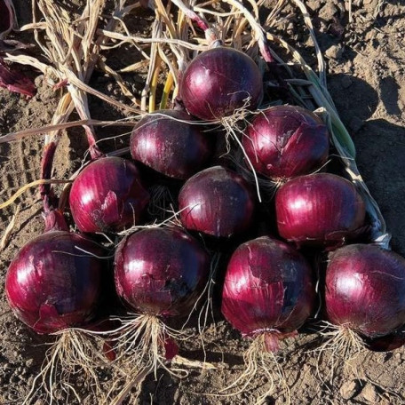 Ред Джаспер F1 (CRX 3746) — насіння цибулі червоної (Cora Seeds)
