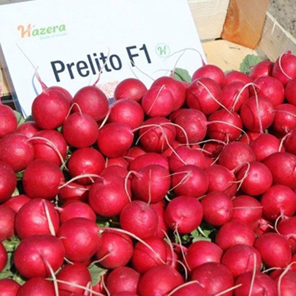 Преліто F1 — редис ранній 20–22 дн. (Hazera)