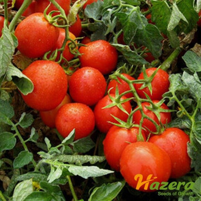 Гонг F1 — томат детермінантний (Hazera)